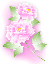 寒牡丹2