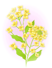 菜の花